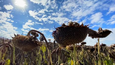 A Sunflower Field that Dries out of Thirst as a Result of Global Climate Change a Sunflower Field that Dries out of Thirst as a Result of Global Climate Change High Quality Footage