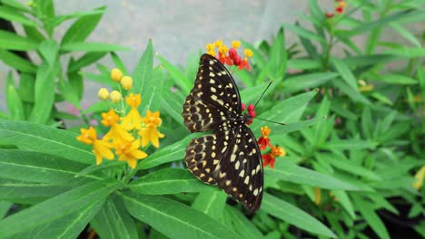 butterfly flutters and feeds on vibrant garden flowers.