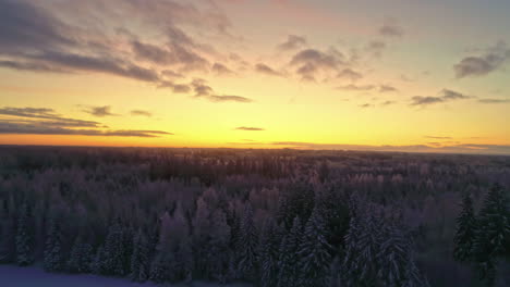 aerial panoramic view over frozen forest, trees dusted with snow - beautiful yellow sunset sky in remote wilderness