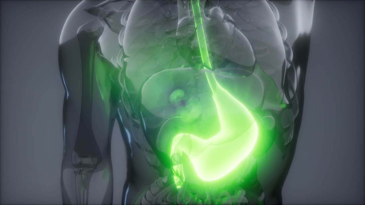 Human Stomach Radiology Exam