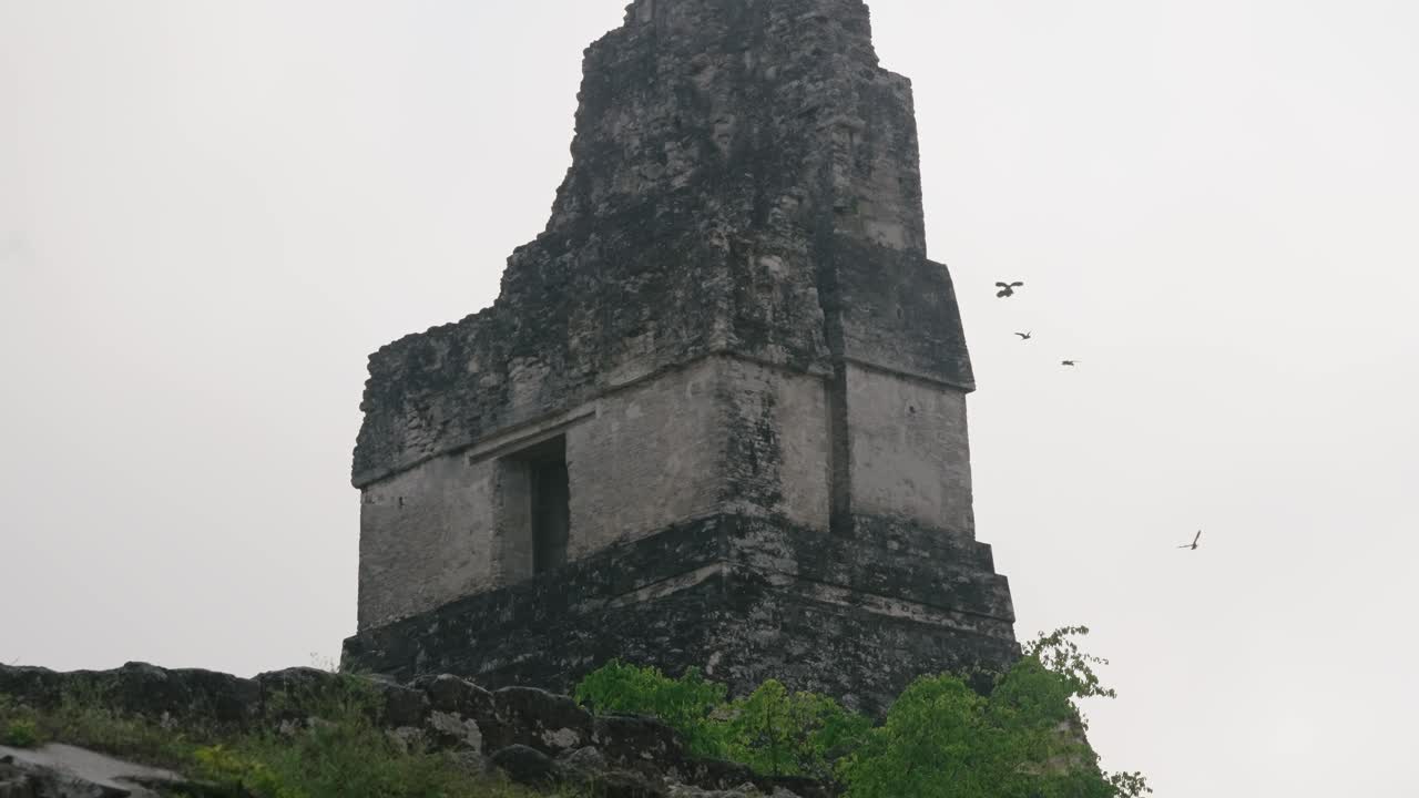 Ancient Mayan pyramid in Tikal with birds soaring through the overcast sky above lush jungle foliage.