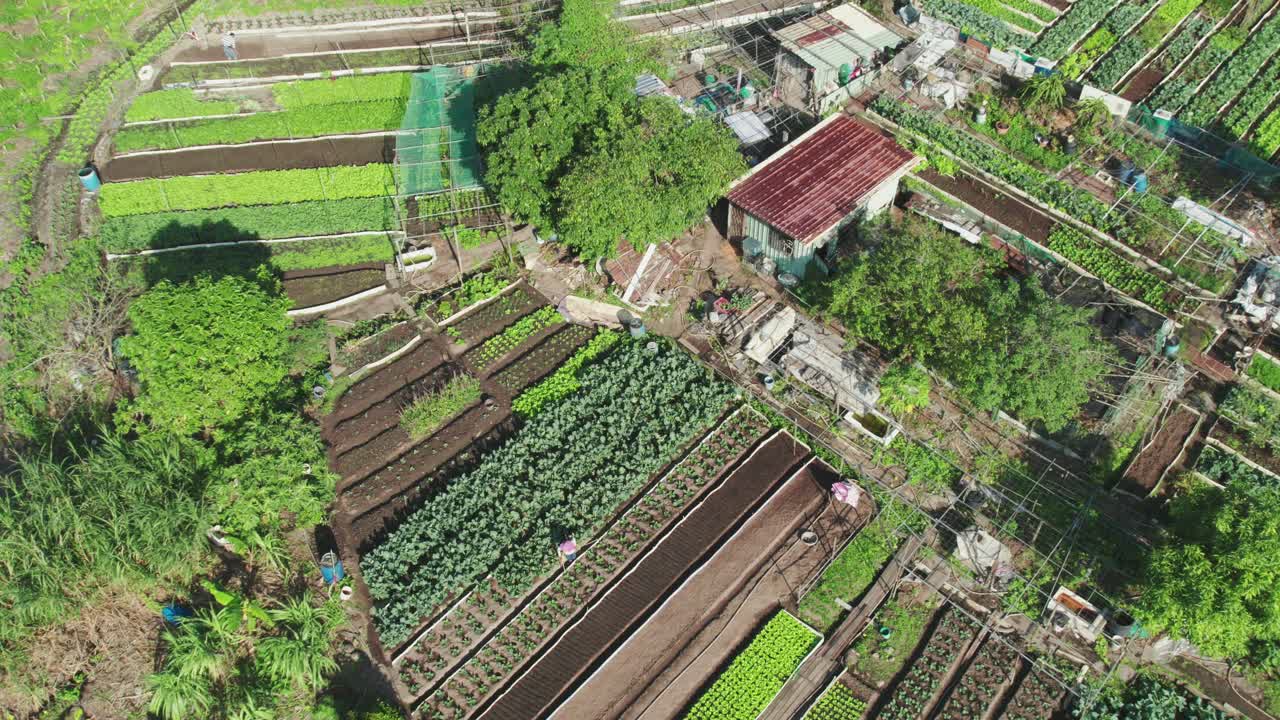 농작물 을 돌보는 사람 들 과 함께 울창 한 정원  의 공중 촬영, 활기찬 초록색 주변