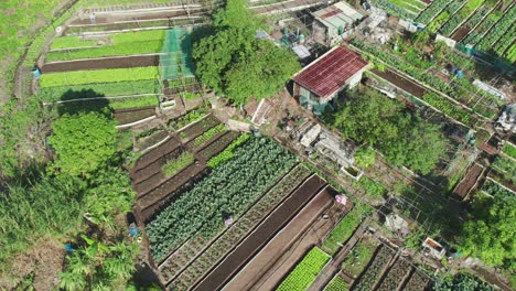 Aerial-shot-of-lush-garden-plots-with-people-tending-crops,-vibrant-greenery-surrounding