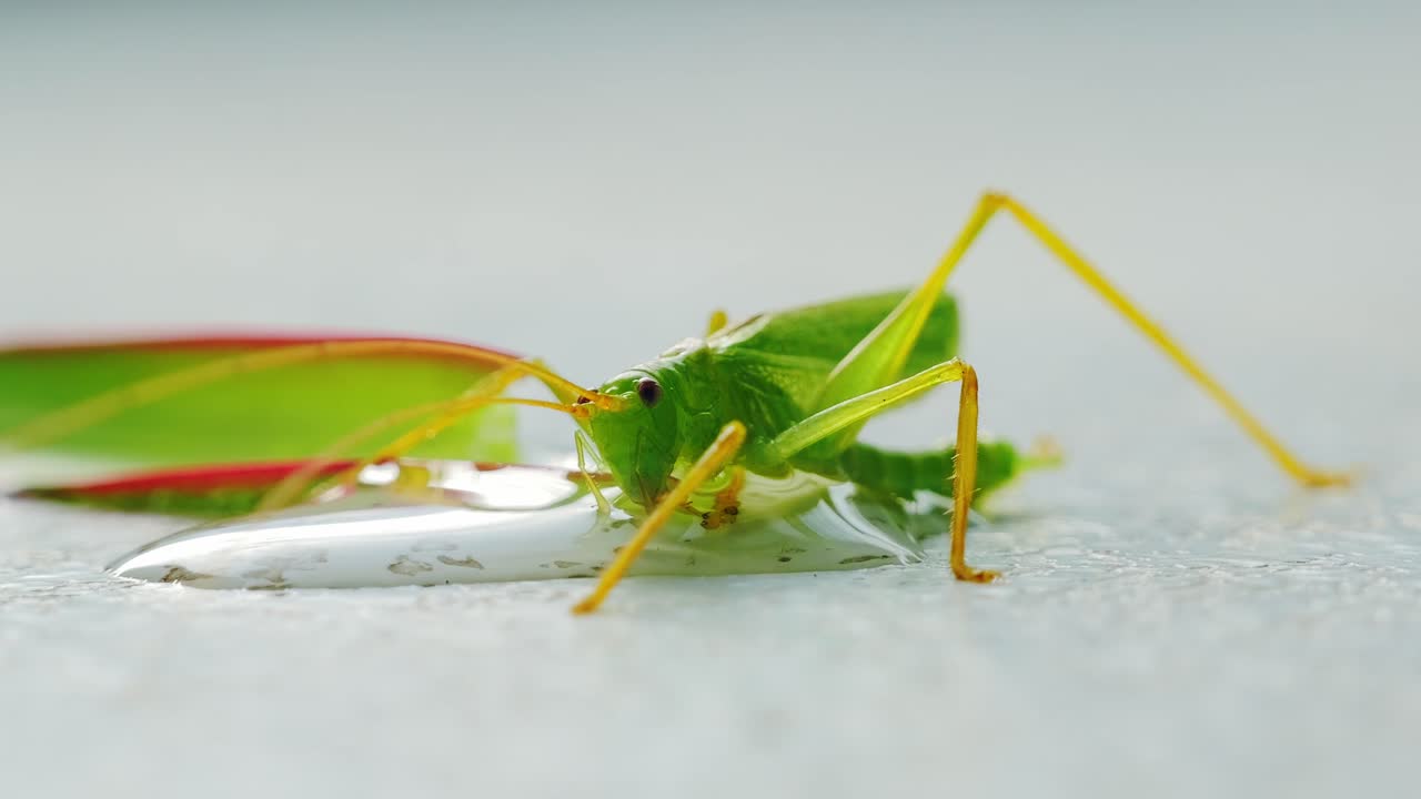Toxic puddle and green insect reflect impact of human pollution on ecosystem