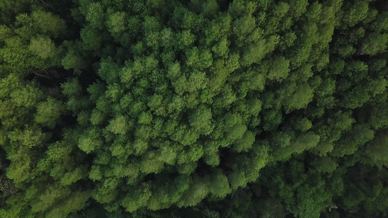 toma aérea de un bosque con árboles densos en la cordillera en un clima ligeramente brumoso