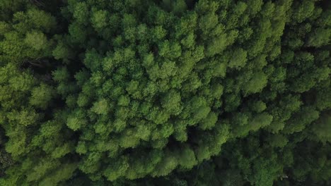 Toma-Aérea-De-Un-Bosque-Con-árboles-Densos-En-La-Cordillera-En-Un-Clima-Ligeramente-Brumoso