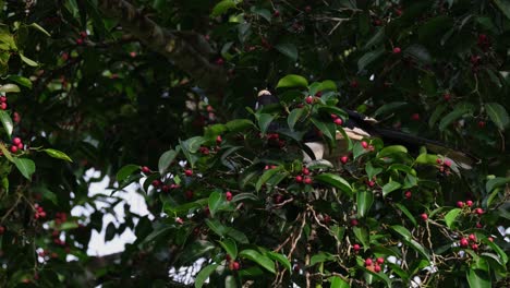 Visto-En-El-árbol-Frutal-Avanzando-Para-Alimentarse-De-Frutas,-Cálao-Oriental-Antracoceros-Albirostris,-Tailandia