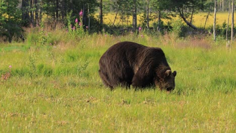 brown bear (ursus arctos) in wild nature is a bear that is found across much of northern eurasia and north america. in north america, the populations of brown bears are often called grizzly bears.