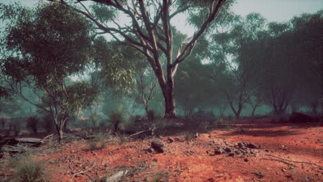 Camino-De-Tierra-A-Través-Del-Bosque-De-Angophora-Y-Eucalipto