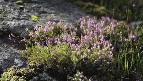 un primer plano del delicado brezo rosa que crece en las rocas oscuras