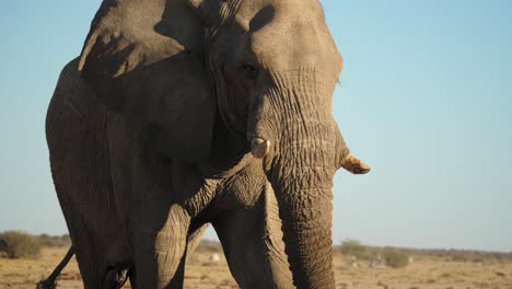 Freundlicher-Afrikanischer-Elefant-Mit-Blick-Auf-Die-Kamera,-Vorbeigehen,-Nahaufnahme