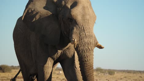 friendly african elephant facing camera, walking past, close up