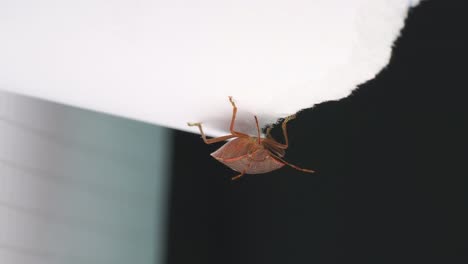 Headlong-hanging-orange-colored-bug-on-piece-of-paper-inside-room,-close-up