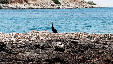 solitary cormorant perched on rock in aegean sea
