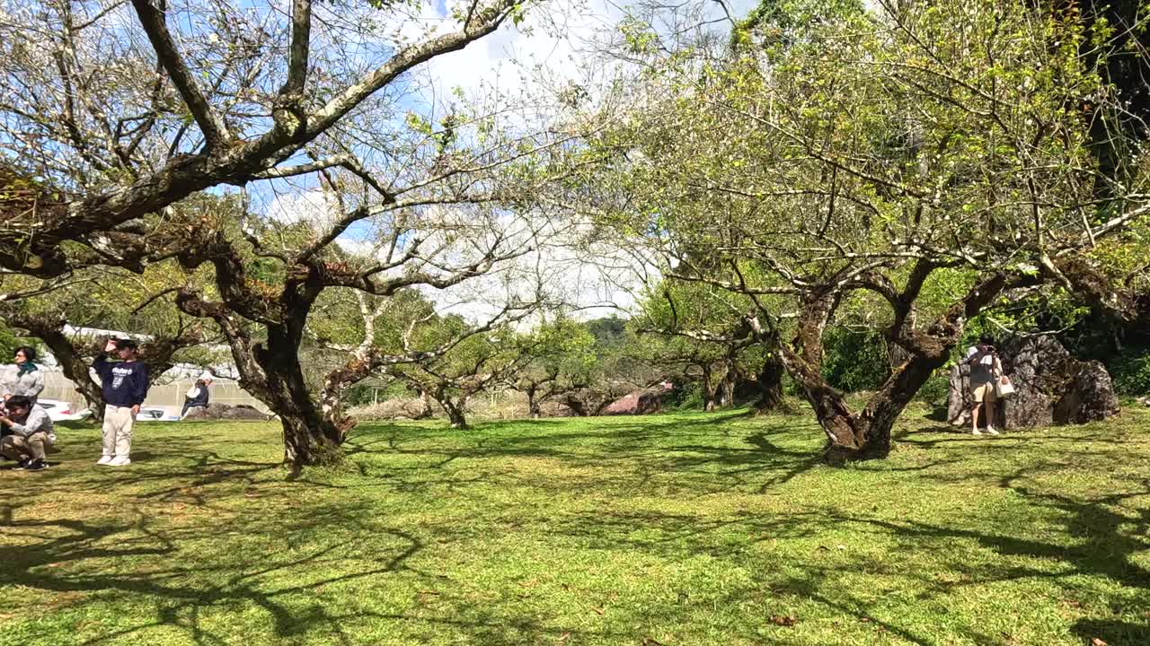 한 집단 은 꽃 이 피는 과수원 에서 빛 이 있는 날 을 즐기고 있다
