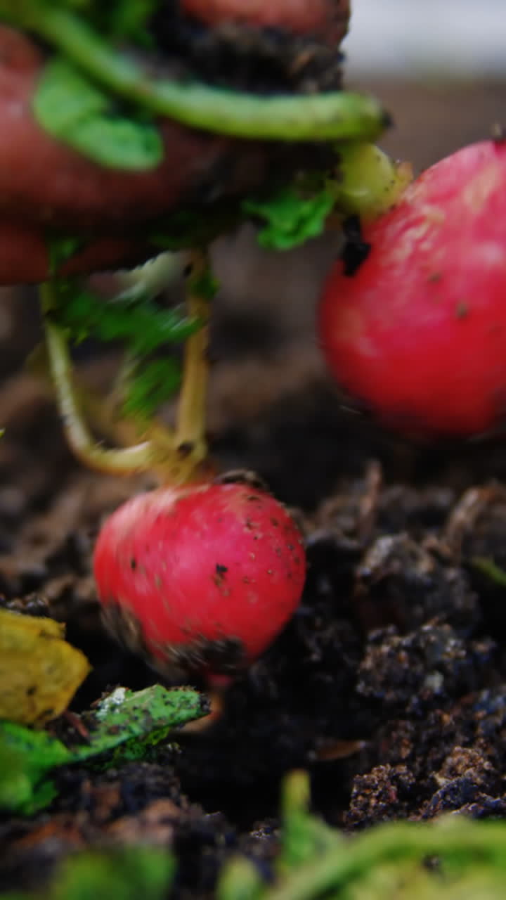 hombre cultivando un nabo en la casa del jardín