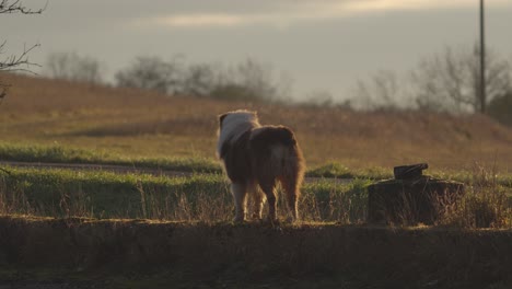australian shepherd dog standing in grass or meadow, looking back, stable view, copyspace background