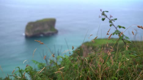 Flora-En-La-Cima-De-La-Colina-E-Isla-Castro-Ballota-En-Asturias-Océano-Turquesa