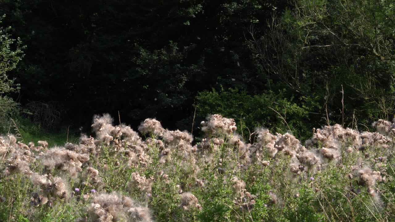 Thistledown blowing in summer breeze