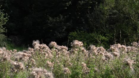 Thistledown-blowing-in-summer-breeze