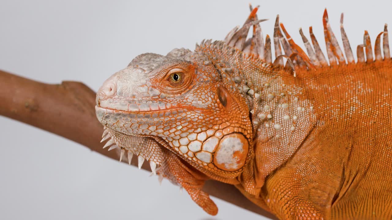 Un primer plano detallado de una iguana naranja parpadeando mientras está posada en una rama