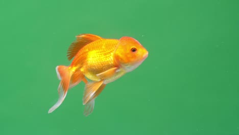 gold fish on green screen background