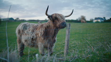 long-haired brown highland cow with big horns in scottish farm slomo