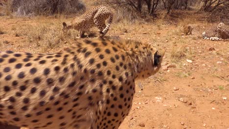 Un-Guepardo-Besa-La-Cámara-En-Un-Safari-En-África