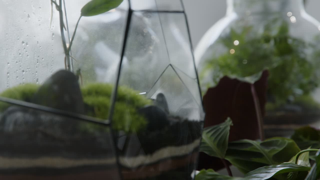 Laboratorio floreale con fuoco a inseguimento, inquadratura ravvicinata dei piccoli ecosistemi già pronti nei terrari.