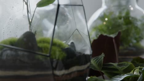 Floral-workshop-rack-focus,-close-shot-of-the-tiny-ready-made-ecosystems-in-the-terrariums