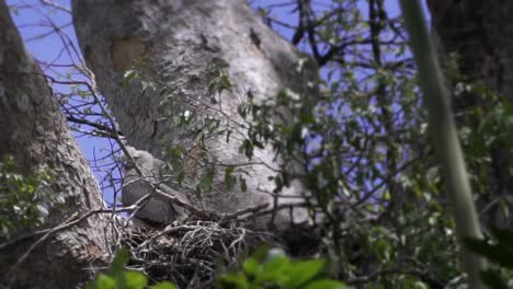 Hungriges-Harpyienadlerküken,-Das-In-Seinem-Nest-Auf-Einem-Baum-Sitzt-Und-Sich-Umschaut-Und-Darauf-Wartet,-Dass-Seine-Eltern-Etwas-Zu-Essen-Bringen