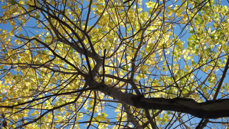 Looking-up-to-the-top-of-tall-thin-Beech-trees-in-vibrant-autumn-colour-swaying-in-a-brisk-breeze,-Worcestershire,-UK