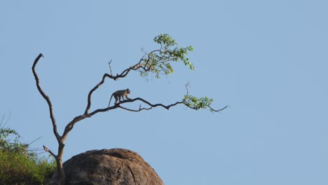 sitting on a lower branch and then moves up after shaking as it then rests on the top, crab-eating macaque macaca fascicularis, thailand