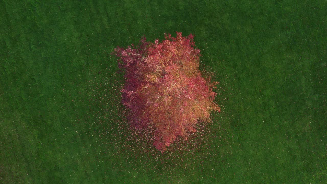 vista de arriba hacia abajo de un hermoso árbol en colores de otoño en la hierba verde en holanda, aérea