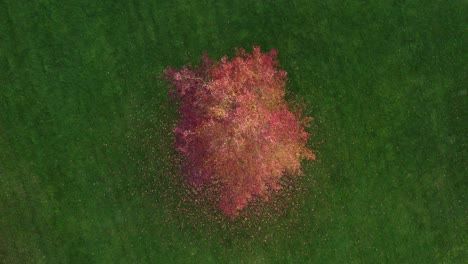 Top-down-view-of-nice-tree-in-autumn-colors-on-green-grass-at-Holland,-aerial