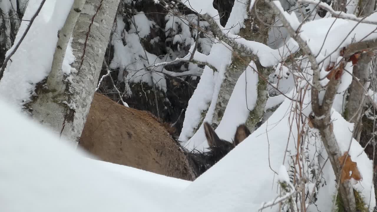 Elk Hiding in the Snow