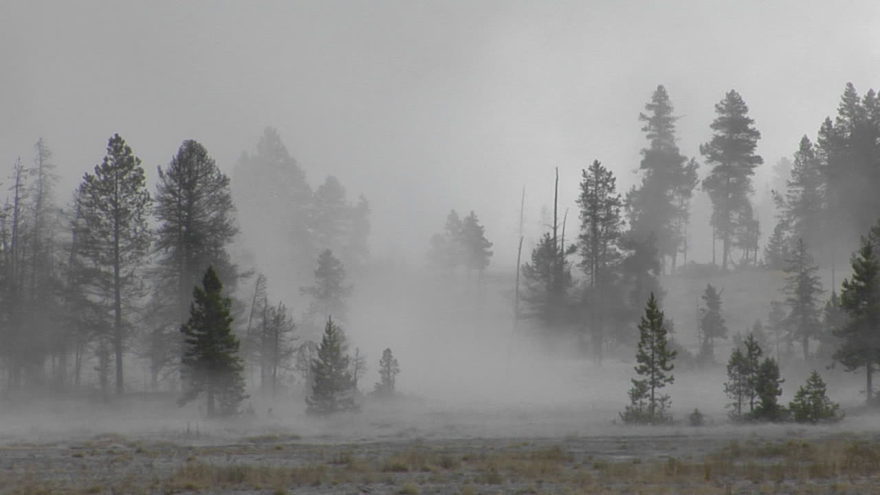 la niebla se desplaza entre los árboles en el parque nacional de yellowstone