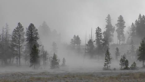 fog drifts amongst trees at yellowstone national park