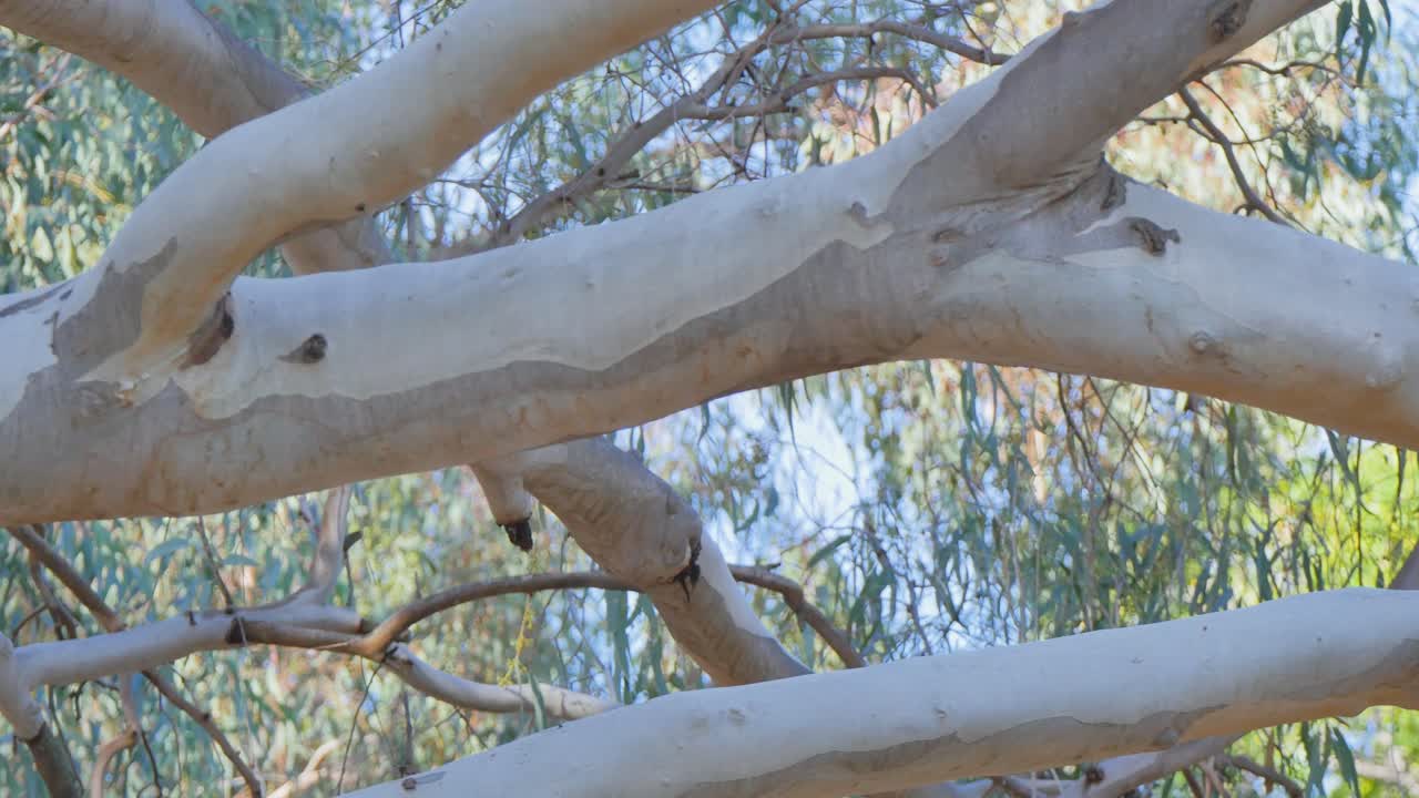 Gum tree trunks in bushland