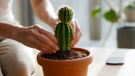 person tending to a potted cactus plant
