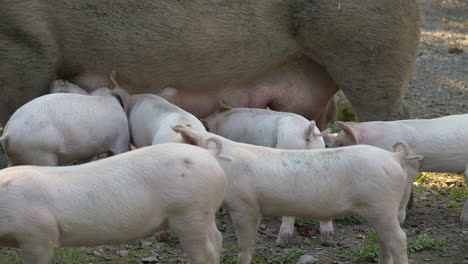 Group-of-young-Piglets-sucking-milk-of-udder-on-farmland,close-up-shot---4K-prores-footage