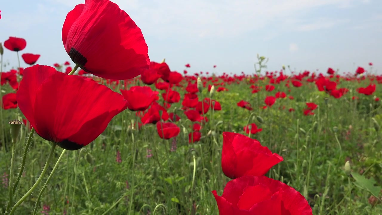 Vivaci fiori di papavero rosso che sbocciano in un prato verde.