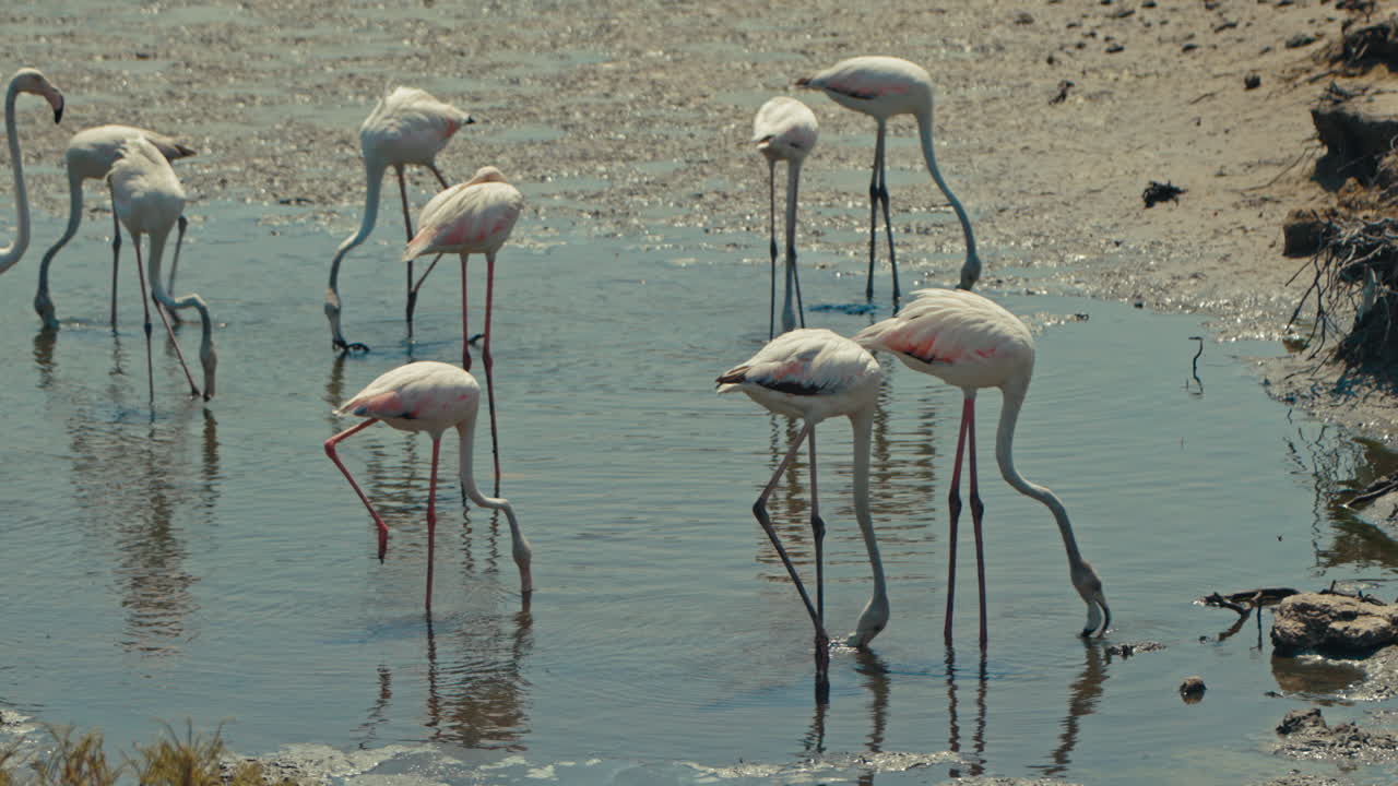 습지 에서 분홍색 플라밍고