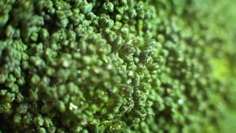 macro shot of vibrant and fresh broccoli