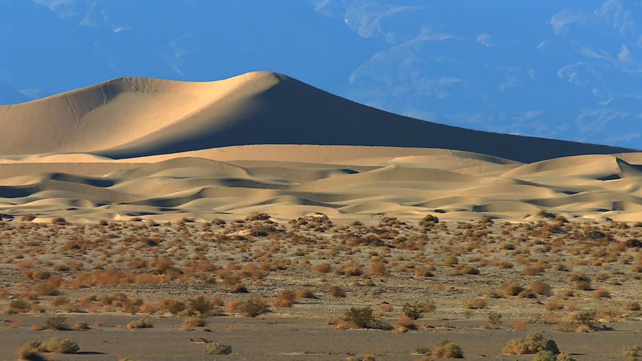 Sand dunes with smooth ridges rise behind flat plain dotted with desert shrubs, with blue-toned mountains in the distance in Death Valley National Park, California, USA
