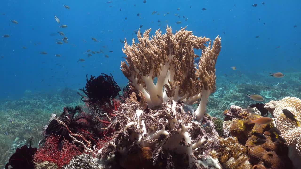 arrecife de coral blando en raja ampat.