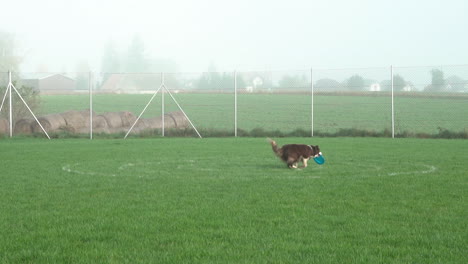 Cute-Australian-Shepard-Dog-Sprints-across-a-Green-Field-Park,-Jumps-Super-High-and-catches-blue-frisbee-in-competition