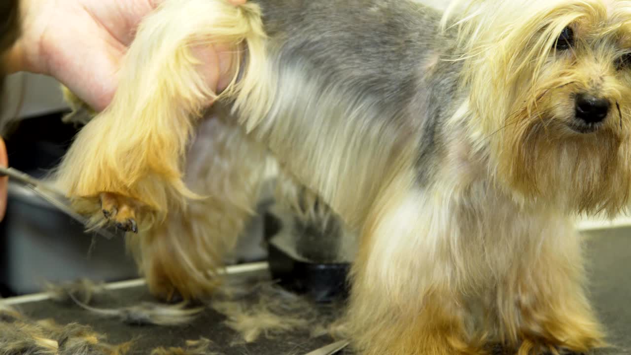 en el salón de cuidado de mascotas