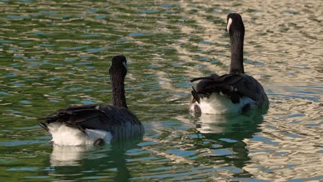 4k-footage-of-a-pair-of-geese-swimming-in-a-pond