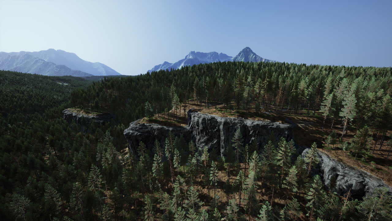 bosque de pinos en las montañas